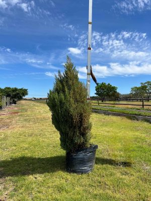 Juniperus Chinensis 100lt