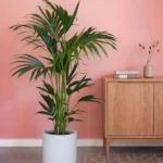 Kentia Palm 25cm Pot
