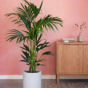 Kentia Palm 25cm Pot