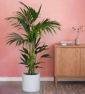 Kentia Palm 25cm Pot
