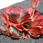 Kalanchoe Luciae 9cm Pot