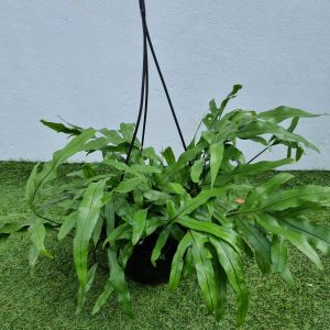 Microsorum 'Kangaroo Fern' 20cm Hanging Basket