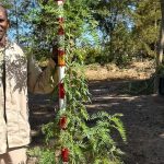 Virgilia Divaricata 20lt (Keurboom)