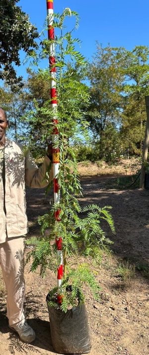 Virgilia Divaricata 20lt (Keurboom)