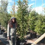 Kiggelaria Africana 100lt