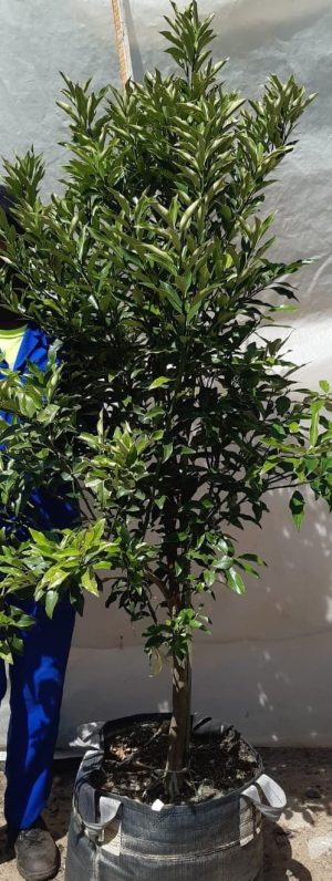 Kumquat Tree 70lt