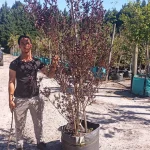 Lagerstroemia Black Diamond 'Best Red' 70lt
