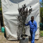 Lagerstroemia Black Diamond 'Lavender Lace' 70lt