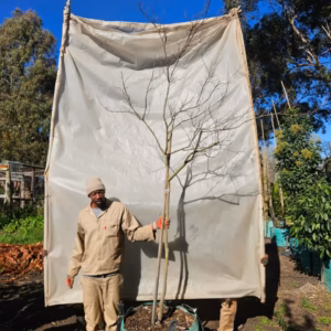 Lagerstroemia White 250L (R) Lagertstroemia Indica White 250lt