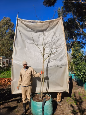 Lagertstroemia Indica White 250lt