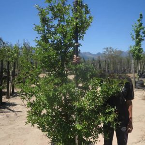 Lagerstroemia Indica 100lt