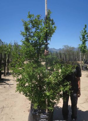 Lagerstroemia Indica 100lt