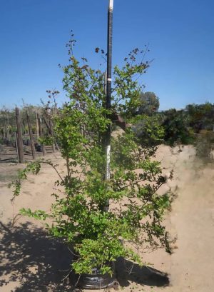 Lagerstroemia Indica 40lt
