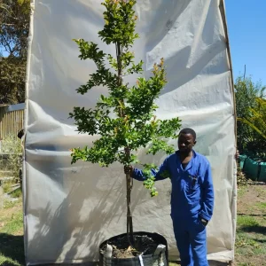 Lagerstroemia-indica-Lilac.webp Lagerstroemia Indica lilac 125lt