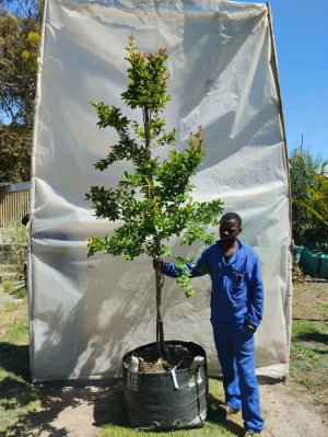 Lagerstroemia Indica lilac 125lt
