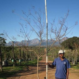 Lagertstroemia Indica 200lt