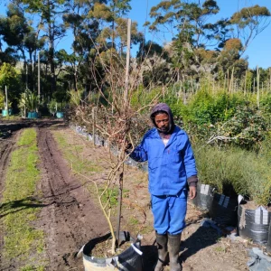 Lagertstroemia-indica-white-70lt-RH.webp Lagertstroemia Indica White 70lt