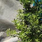 Laurus Nobilis Tree 70lt