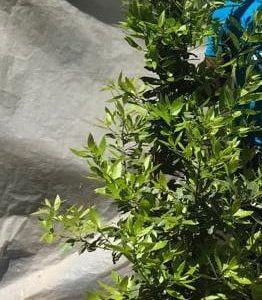 Laurus Nobilis Tree 50lt