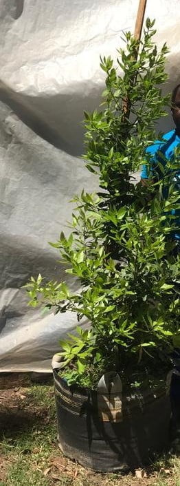 Laurus Nobilis Tree 50lt