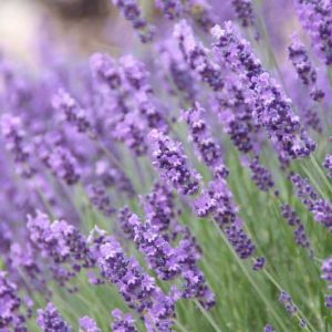 English Lavender 4lt