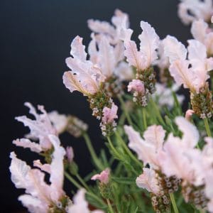 Lavender Stoechas 'Fairy Wings Blush' 15cm Pot