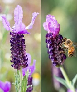 Lavender 'Holland Supreme' 15cm Pot