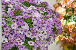 Calibrachoa Parviflora Lavender 15cm Pot