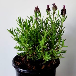 Lavender Bandera Deep Purple 12cm Pot