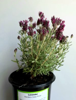 Lavender Bandera Deep Rose 12cm Pot