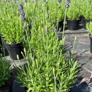 Lavender Blue Spear 15cm Pot