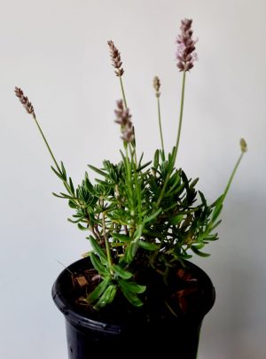 Lavender Ellagance Pink 12cm Pot
