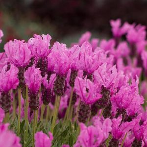 Lavendula Stoechas Pink Flower 15cm Pot
