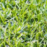 Kikuyu Grass Tray 128 Plug