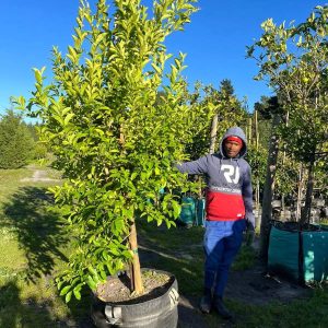Citrus Jambhiri 'Cape rough' 250lt Common Name: Cape Rough Lemon