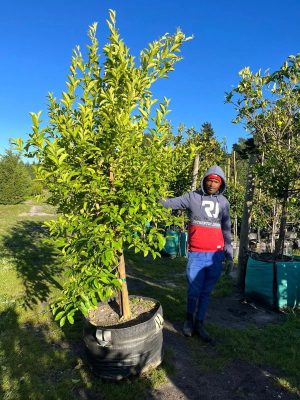 Citrus Jambhiri 'Cape rough' 250lt Common Name: Cape Rough Lemon