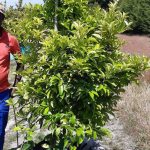 Lemon Cape Rough Tree 70lt