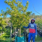 Lemon-Eureka-250lt.jpg Eureka Lemon Tree 250lt (Small)