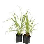 Lemon Grass 17cm Pot