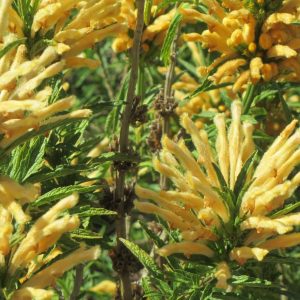 Leonotis Leonurus (Yellow) 17cm Pot