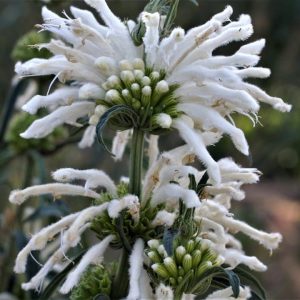 Leonotis Leonurus (White) 17cm Pot