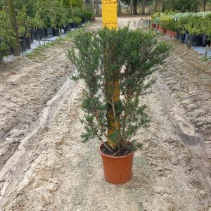 Leptospermum Alba White 22cm Pot