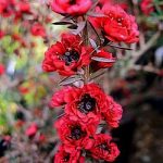 Leptospermum Big Red Lollipop/Standard 10lt