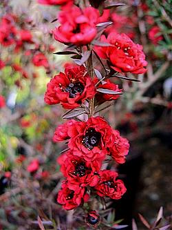Leptospermum Big Red Lollipop/Standard 10lt