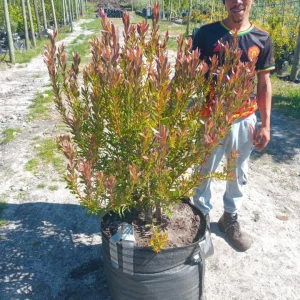 Leucadendron-Safari-Sunset.webp Leucadendron 'Safari Sunset' 70lt