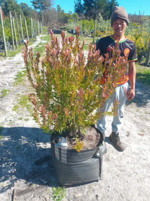 Leucadendron 'Safari Sunset' 70lt