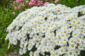 Leucanthemum 'Daisy May' 19cm Pot