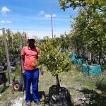 Lime Tree - Keifer/ Thai 70lt