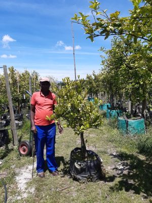 Lime Tree - Keifer/ Thai 70lt