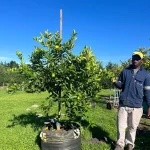 Tahiti Bears Lime Tree 125lt